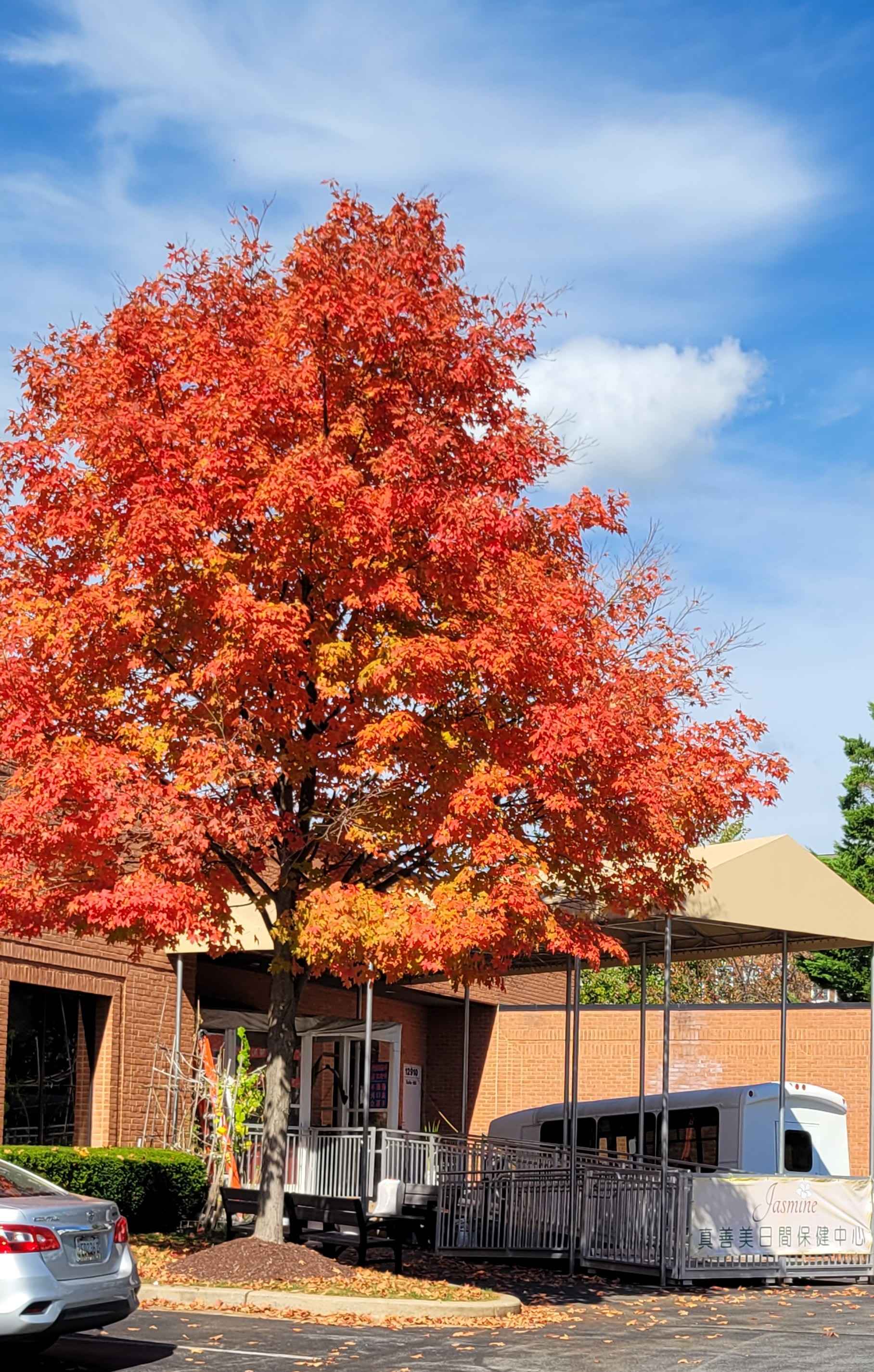 每當楓葉火紅時(標題圖檔)
