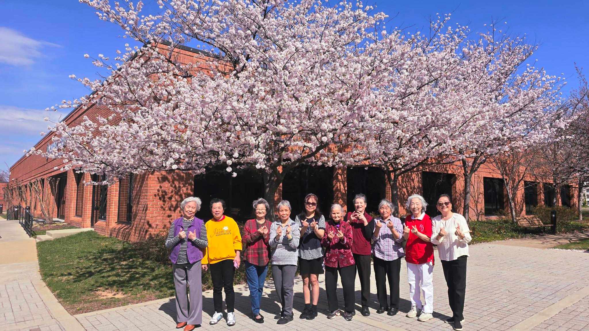 真善美櫻花盛開時(標題圖檔)